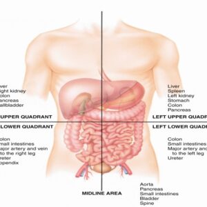 دانلود پاورپوینت شکم (   Acute Abdomen )